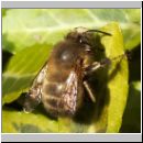 Anthophora plumipes - Pelzbiene m02.jpg